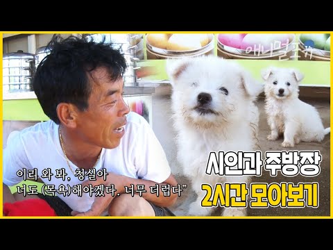 오늘은 꼬질해진 꼬물이들 목욕하는 날 🐶 시인과 주방장이 있는 작은 중국집 2시간 모아보기! | 시인과 주방장 | KBS 인간극장 2019 방송