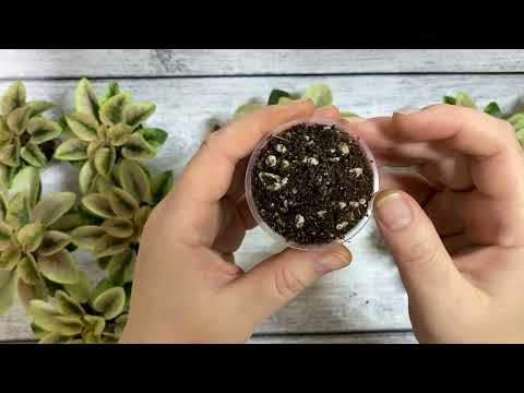 Ставим мини фиалки на фитиль