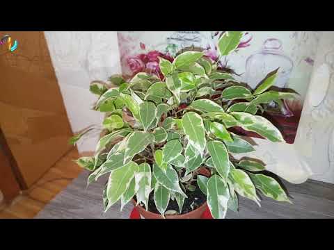 Fikus Benjamin | Emocionalna Biljka | Sve što trebamo znati