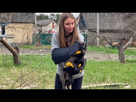 Scared Dog Spent 90 days Under Shelling, Waiting for his Saviors