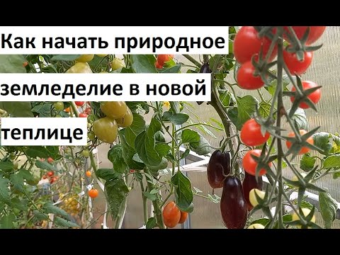 How to start natural farming in a new greenhouse.