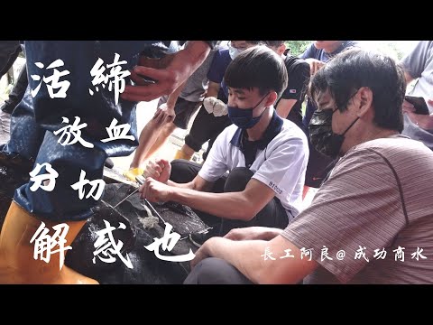 長工阿良，所以活締、放血、全魚分切、解惑也 @ 台東成功商水｜長工阿良的漁日常