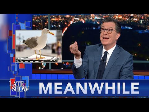 Meanwhile... Tourists Fight Seagulls In Venice | Try The TickleFoot Machine