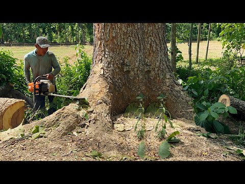 Tall & dangerous‼️ Stihl ms 881, cut down the tallest trembesi tree in the garden.