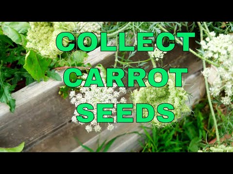 Never Buy Seeds Again - How to Collect Carrot Seeds