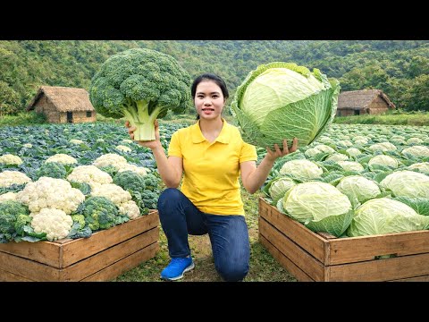 Harvesting 1000+ Cauliflower and Cabbage , Fresh Garden Vegetables | Thuy Countryside