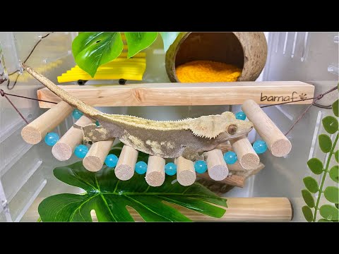 The lizard's fortune is good. But these lizards keep leaving home.