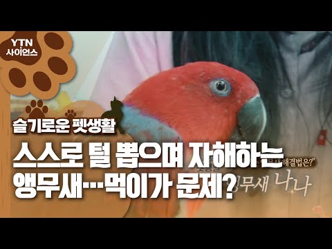 [슬기로운 펫생활] 스스로 털 뽑으며 자해하는 앵무새…먹이가 문제?/YTN 사이언스