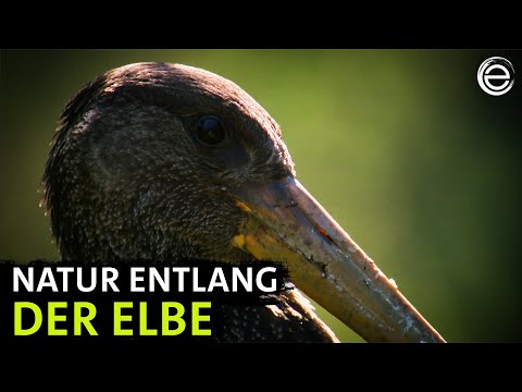 Nature along the Elbe – From the Giant Mountains to Saxon Switzerland | Experience Earth