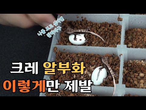 크레스티드게코 알 부화, 이것만 보면 끝!