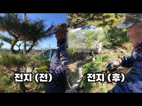 Concerned about winter pruning of pine trees? We've revealed our tree pruning tips.