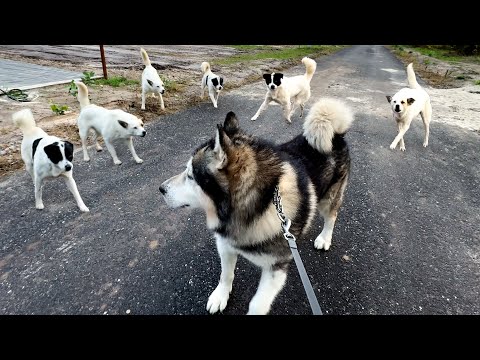 СТОРОЖЕВЫЕ СОБАКИ НАПАЛИ НА МАЙКА