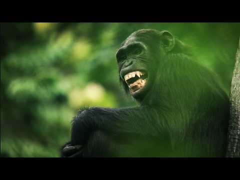 The Life Cycle of Earths Apex Predators | 4K