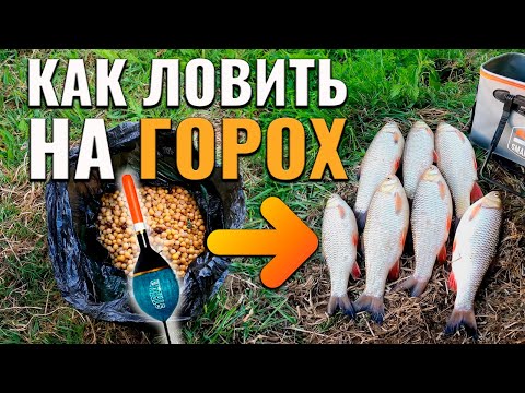 Как ловить удочкой на горох? Берет только крупный голавль!