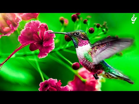 Beautiful Relaxing Music With Bird Sounds 🦜 Stop Anxiety, Depression ❤ Mind, Body & Soul Healing