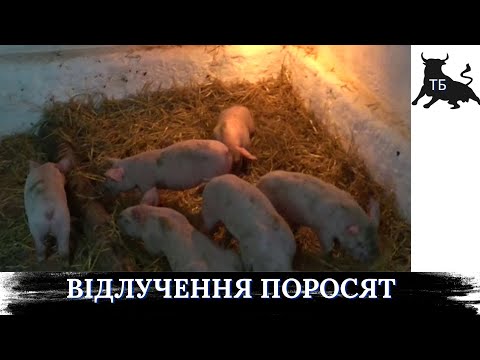 №18. Нова партія на відгодівлю готова.