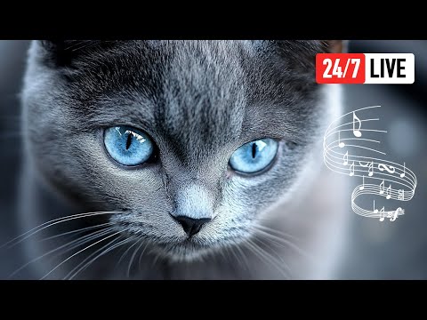 🔴 Relaxing Piano Music for Cats & Their Humans 24/7 Calming Kitten Sleep Tunes