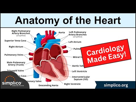 Anatomy of the Heart: Structures and Blood Flow [Cardiology Made Easy]