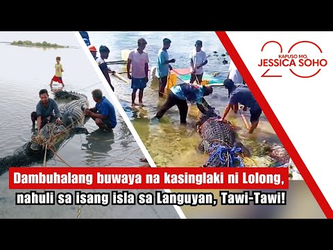 Dambuhalang buwaya na kasinglaki ni Lolong, nahuli sa Languyan, Tawi-Tawi! | Kapuso Mo, Jessica Soho