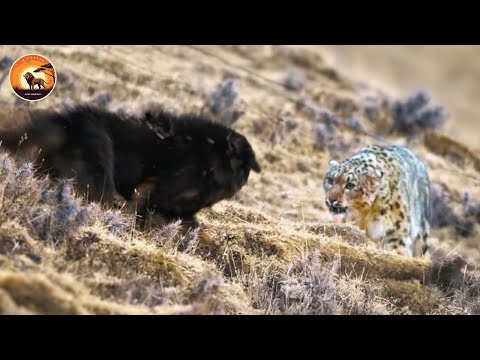 The Deadliest Predators of the Mountain Highlands Fight to Survive | Animal Documentary