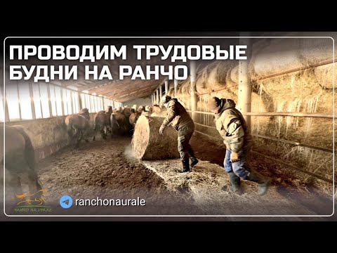 Провели весь день на хозяйстве / Продаем хороших жеребцов башкирской породы / Деревенские будни