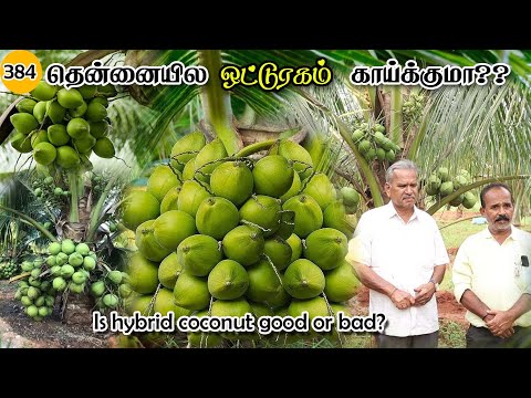 தென்னைல ஒட்டுரகம் காய்க்குமா?Is hybrid coconut good or bad??#pasumaibhoomi #organicfarming #coconut
