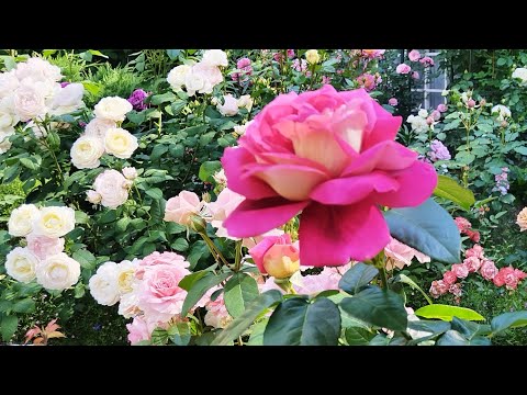 Пройдёмте в сад, я покажу вас розам🌹🌹🌹