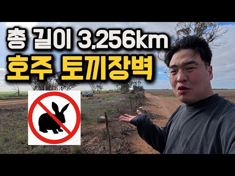 무려 165년 동안, 군대까지 동원해 토끼와 전쟁중인 나라 [호주 5]