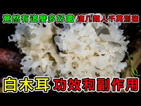 白木耳的功效和副作用，白木耳怎麼煮出膠質白木耳要泡多久？什麼人不能吃白木耳？白木耳可以天天吃嗎？白木耳不能和什麼一起吃？