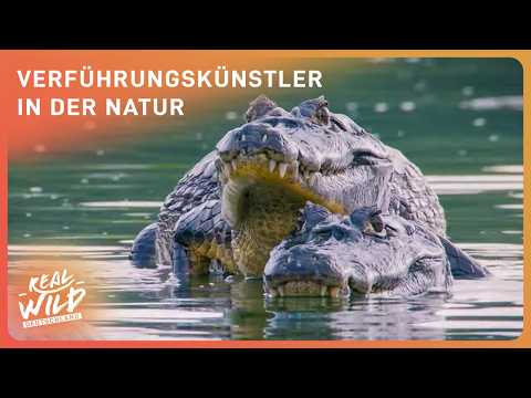 Tierdoku: Die außergewöhnlichsten Balzrituale