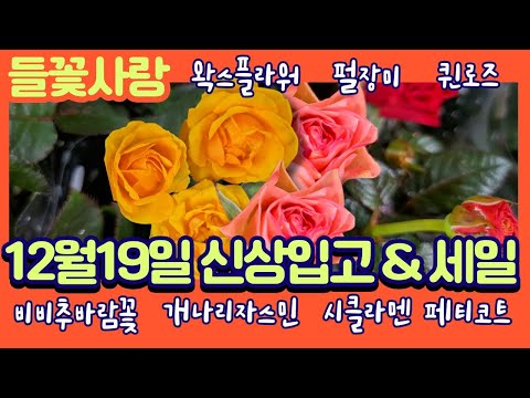 🌸들꽃사랑 12월19일 신상입고&세일 #펄장미 #왁스플라워 #비비추바람꽃 #개나리자스민 #페티코트시클라멘 #실버시클라멘 #퀸로즈 #카랑코에 #레이스라벤더 #폼폼국화 #사계장미