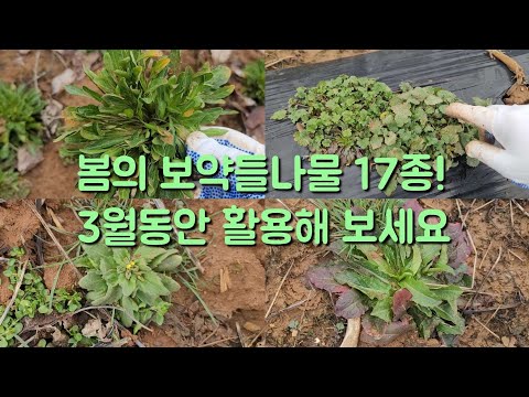 3월에는 냉이만 먹지말고 다양한 들나물 맛보세요 봄들나물 17종 소개합니다
