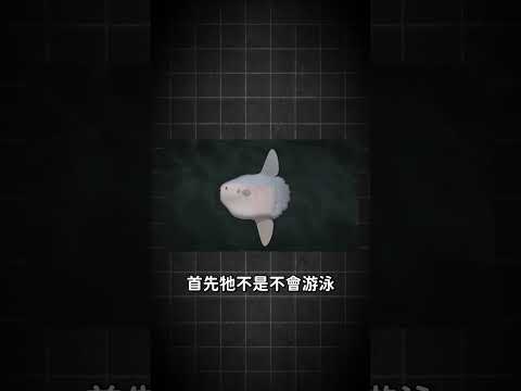 3公尺長 2000公斤重的潛水高手!?