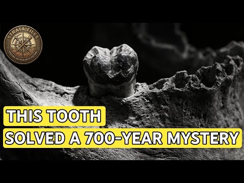 DNA From 700-Year-Old Teeth Finally Reveals Where the Black Death came from