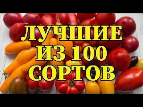 From 100 varieties, I chose the BEST! The most productive and delicious tomatoes.