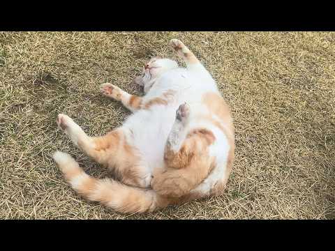 세상에서 가장 무해한 작은 세상