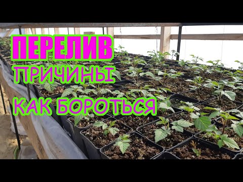 Главная ошибка при выращивании саженцев малины и ежевики с ЗКС