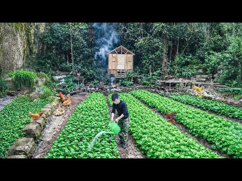 Full Timelapse 180 Day Off-Grid — Leaving the City to Build a Self-Sufficient Forest Life