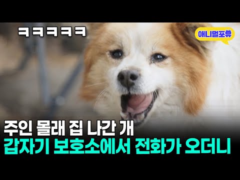 주인 몰래 산책 나갔다가, 유기견 보호소에서 발견된 레전드 사고뭉치 개 | KBS 동물극장 단짝 220401 방송