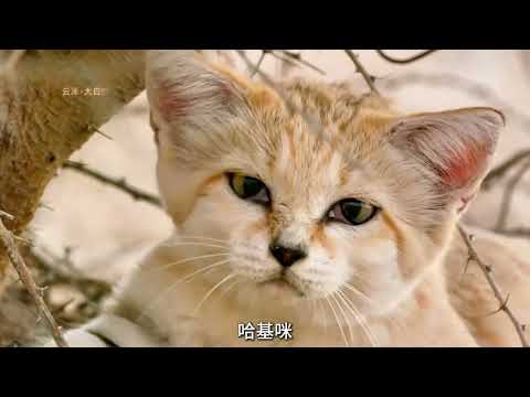 小不忍则卖大萌《可爱动物合集篇》 #可爱动物 #合集 #可爱的人总是发现可爱的事...