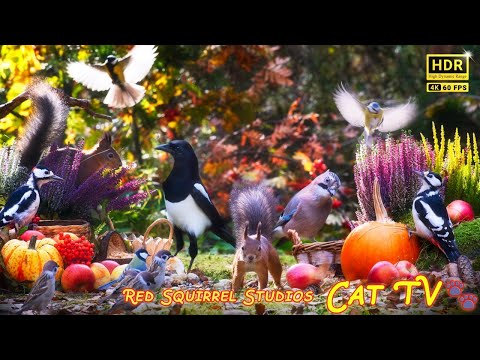 Cat TV NO ADS😻 Colourful Autumn Red Squirrels Little Birds Bramblings Jays Magpies Pumpkins