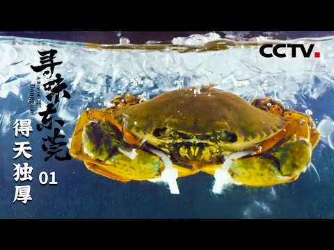 【ENG】《寻味东莞》第1集 比大闸蟹鲜 比帝王蟹贵！螃蟹中的极品你吃过吗？黄油蟹咬上一口全身爆黄膏 A Bite of Dongguan【CCTV纪录】