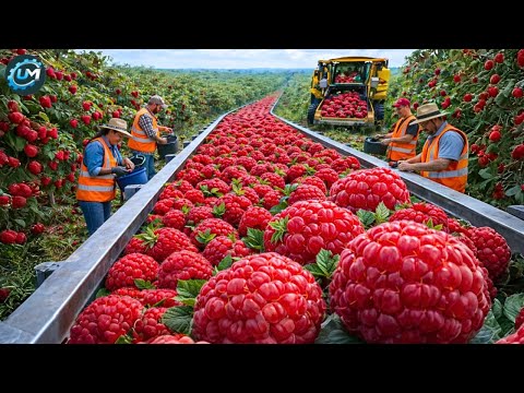 The Process Of Transforming Billions Of Raspberries Into Premium Juice!