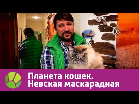 Невская маскарадная. Планета кошек | Живая Планета