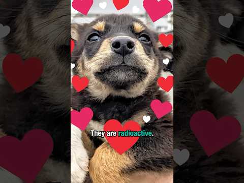 Saving Chernobyl's Radioactive Dogs