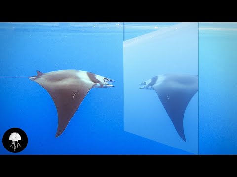 Sommes-nous seuls à savoir que l'on existe ? - DBY #72