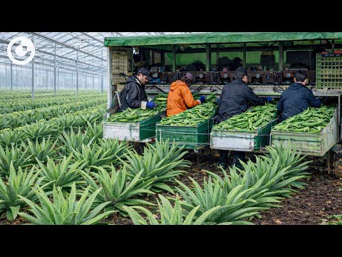 MASSIVE! Inside the World's Largest Aloe Vera Factory: Amazing Aloe Vera Process