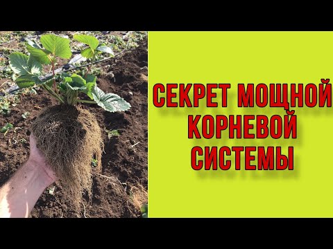 Секрет мощной корневой системы клубники