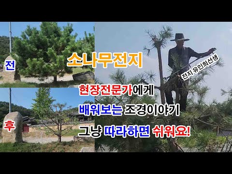 풀영상 바로가기 #소나무 #전지 #정지전정 현장 전문가의 생생한 작업 모습을 보면서 배워 보세요 #조경과구들장 #귀농 #귀촌 #귀농귀촌 #전원주택 #정원