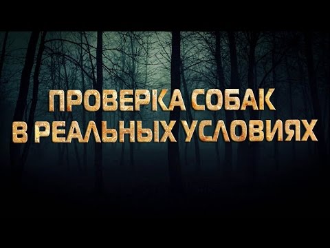 Проверка собак  на защиту хозяина В РЕАЛЬНЫХ УСЛОВИЯХ!